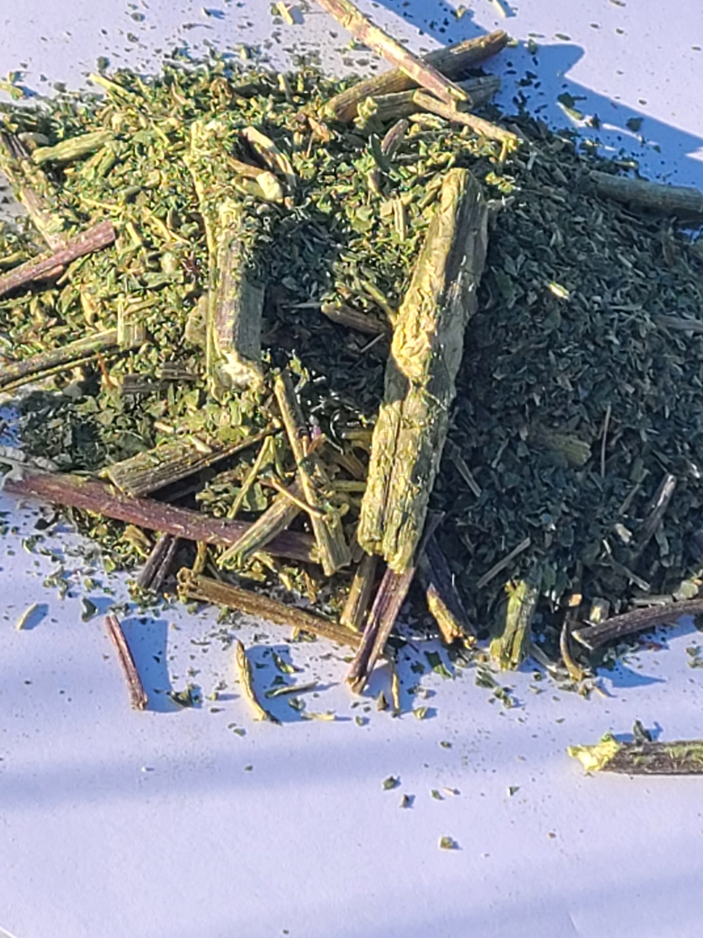 Prickly Wild Lettuce (Lactuca serriola) – 56g Bag image 1