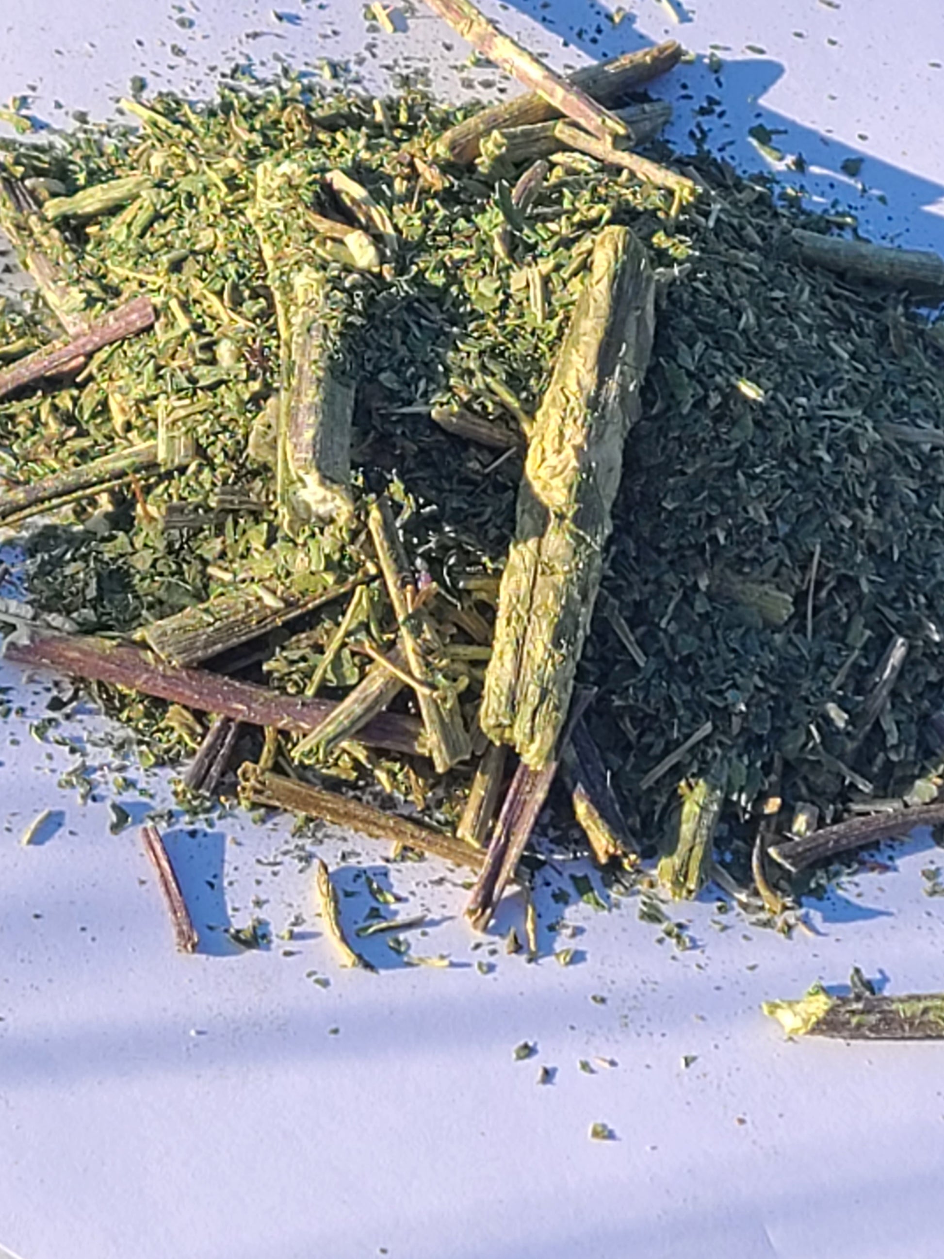 Prickly Wild Lettuce (Lactuca serriola) – 56g Bag image 1