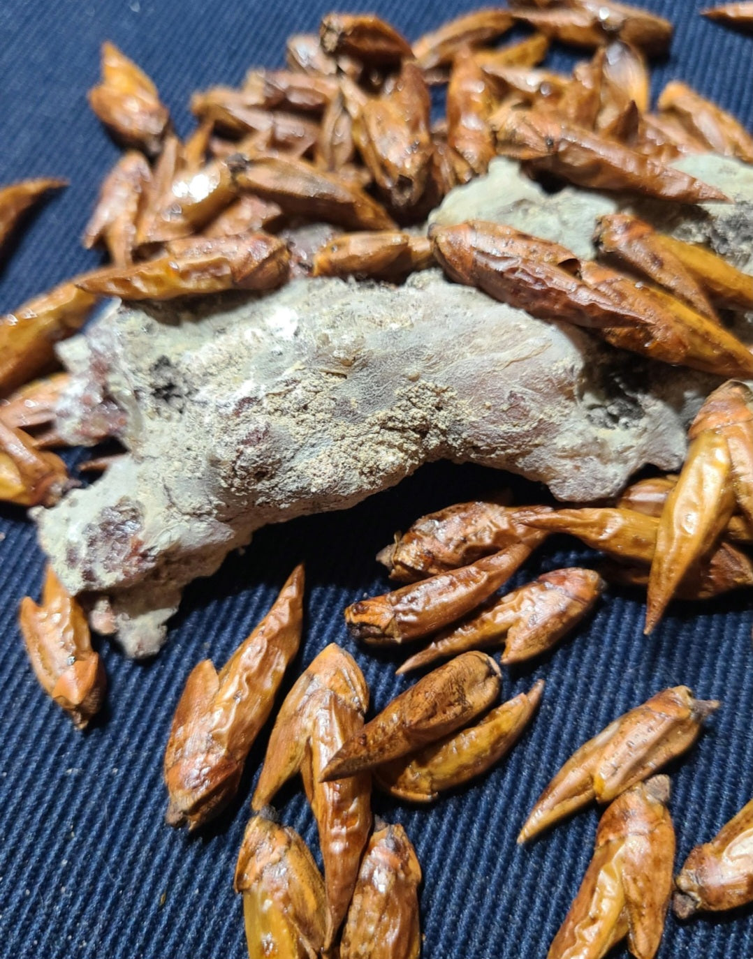 Balm of Gilead image 2