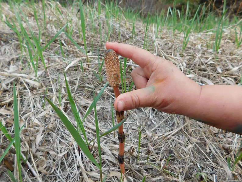 Horsetail - WILDCRAFTED HERB image 1
