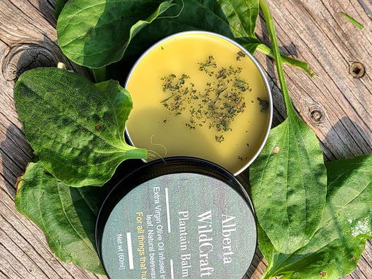 Plantain Herbal Balm image 1