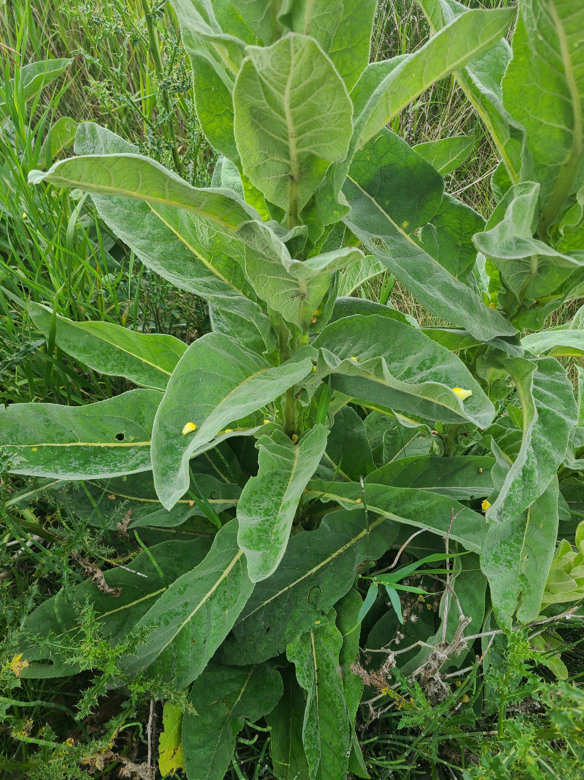 Great Mullein | Dried and chopped image 5