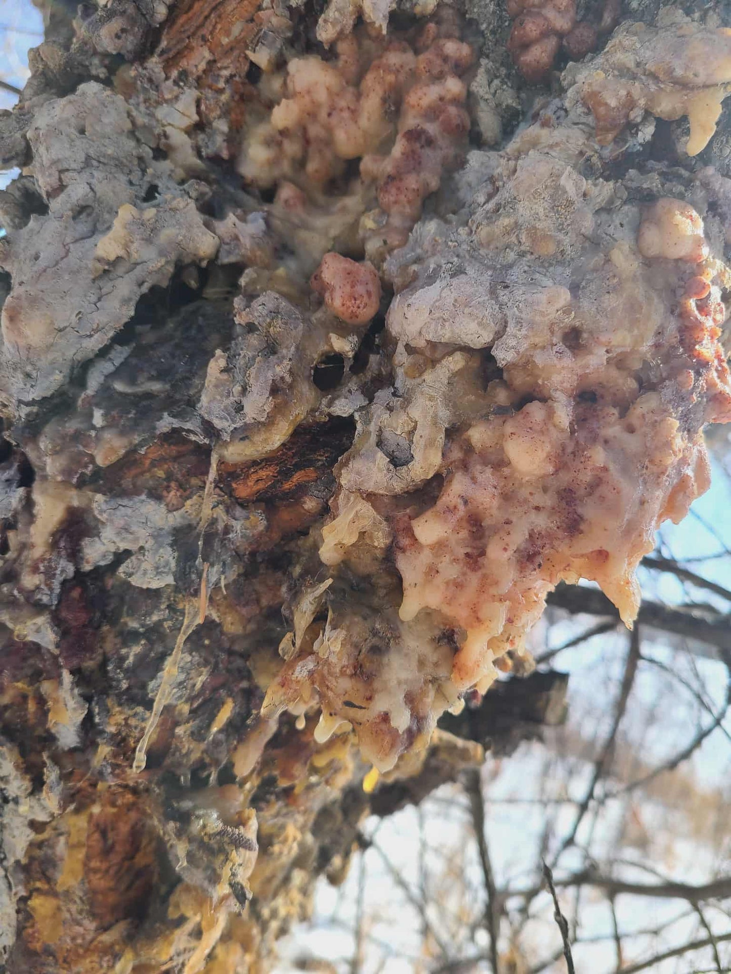 close up of tree trunk with pine sap dripping