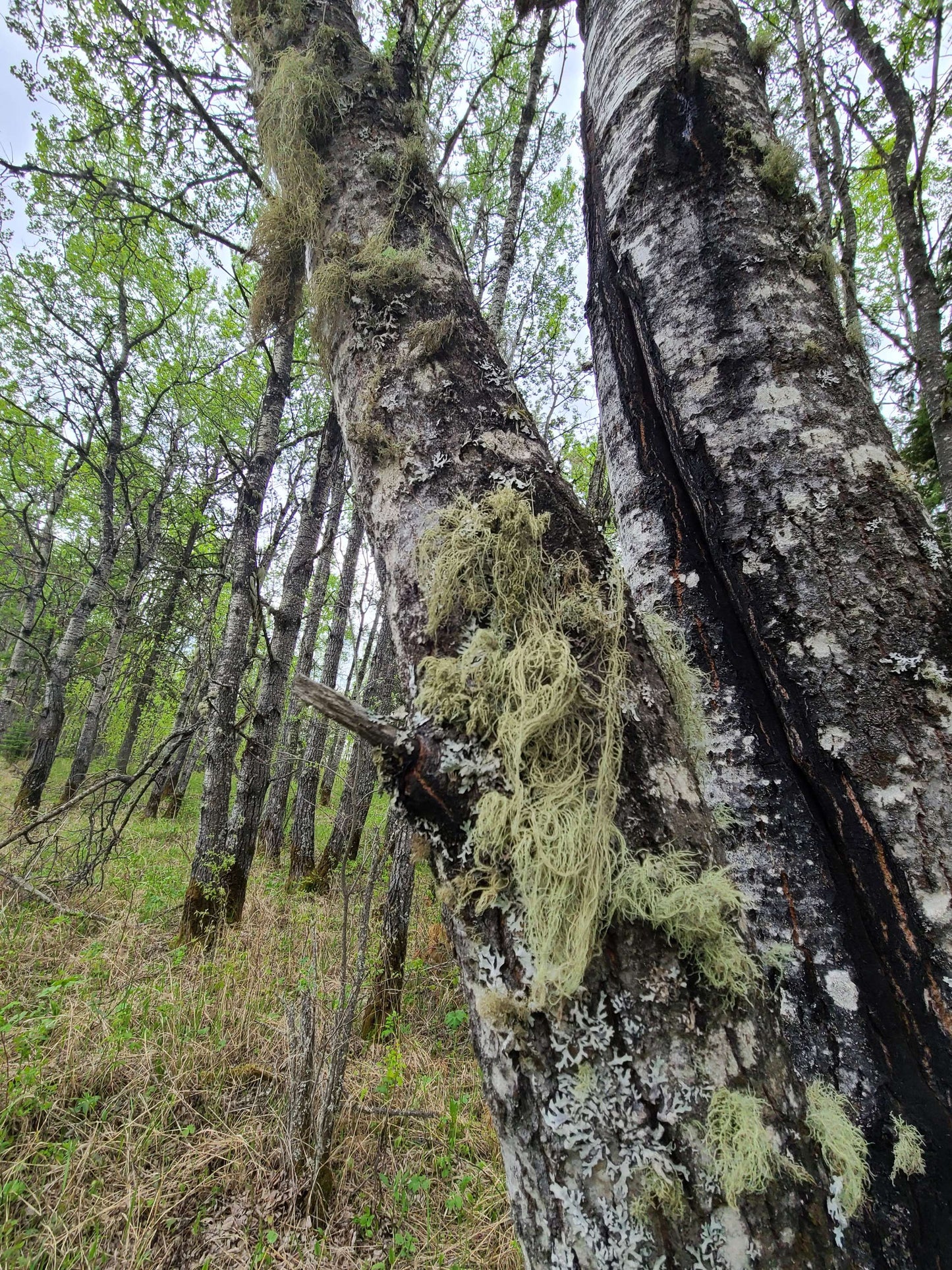 Usnea | Old Mans Beard | Natures antibiotic image 2