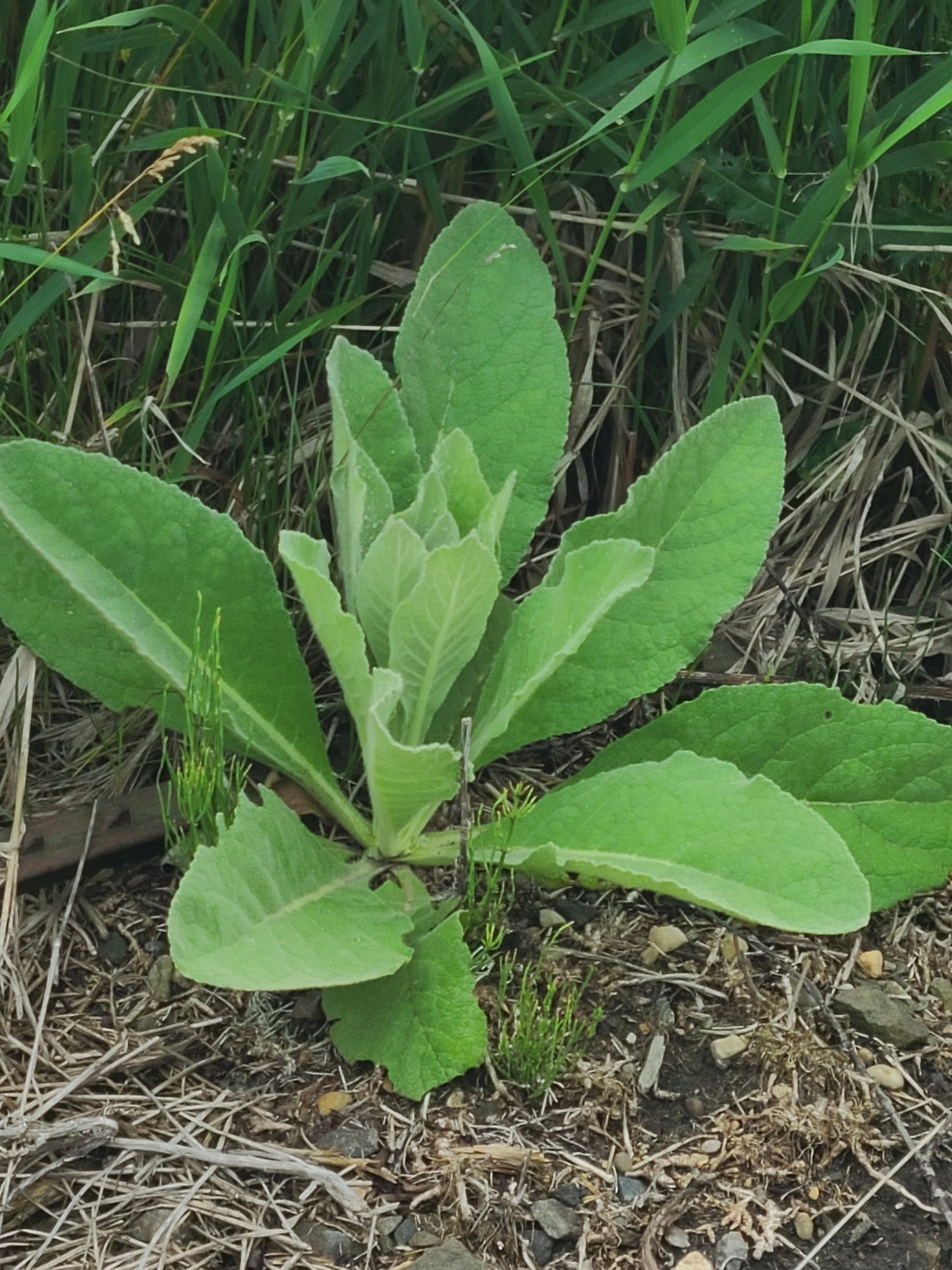 Great Mullein | Dried and chopped image 3