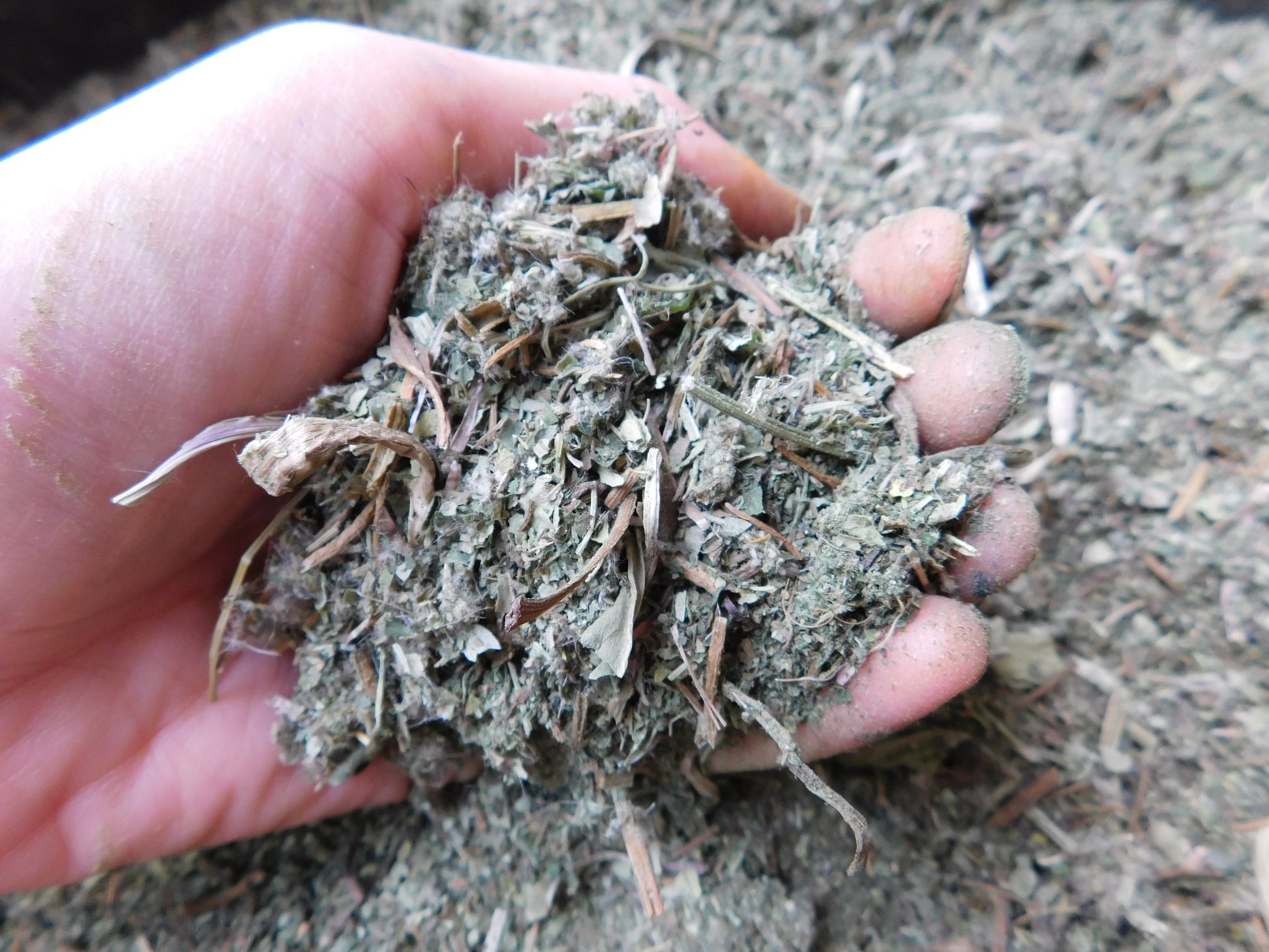 Love Your Liver! Wild Tea Blend | plantain | stinging nettle | dandelion | Thist image 2