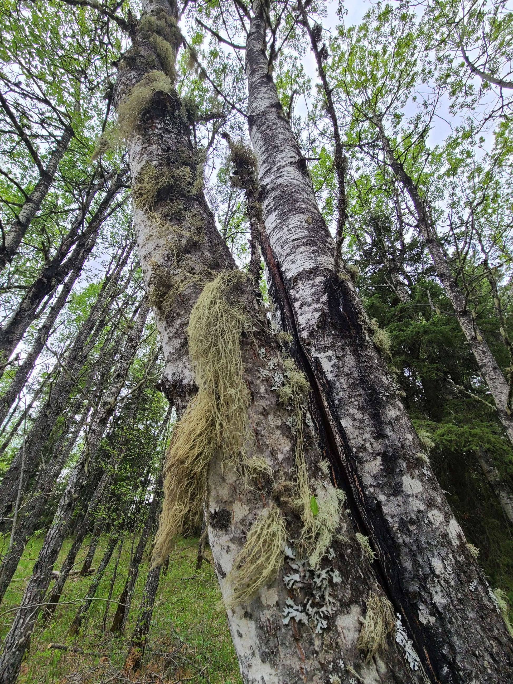 Usnea | Old Mans Beard | Natures antibiotic image 0