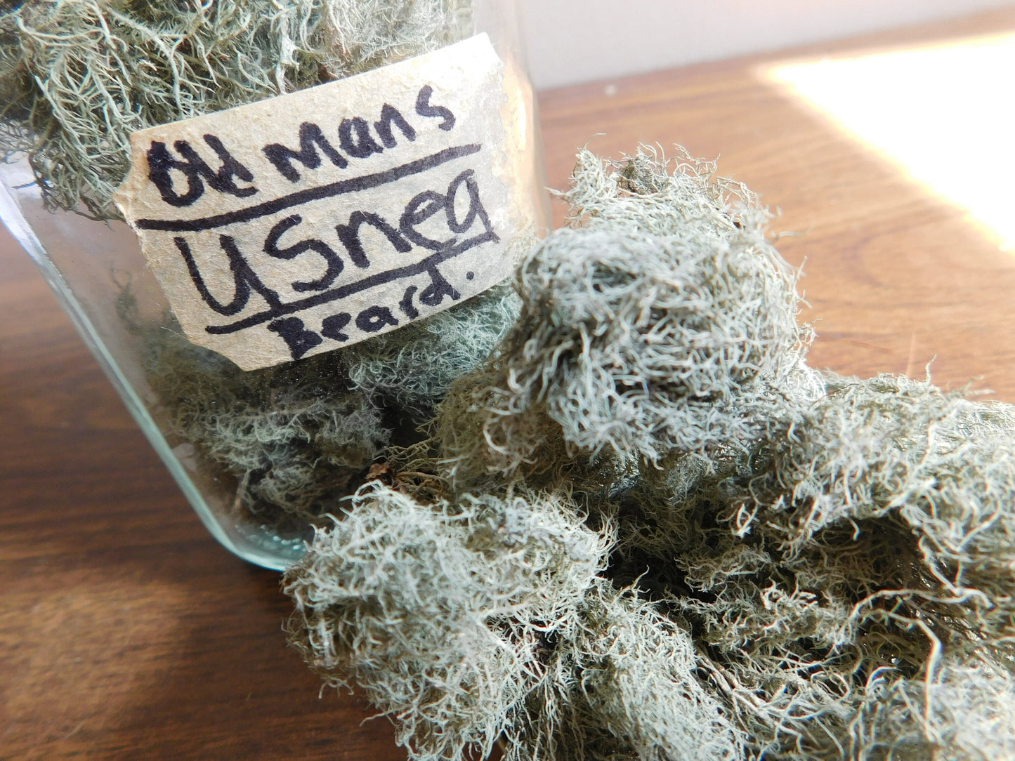 Usnea | Old Mans Beard | Natures antibiotic image 1