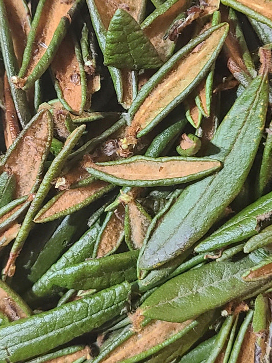 Labrador Tea - Wildcrafted Northern Bog Tea 15g