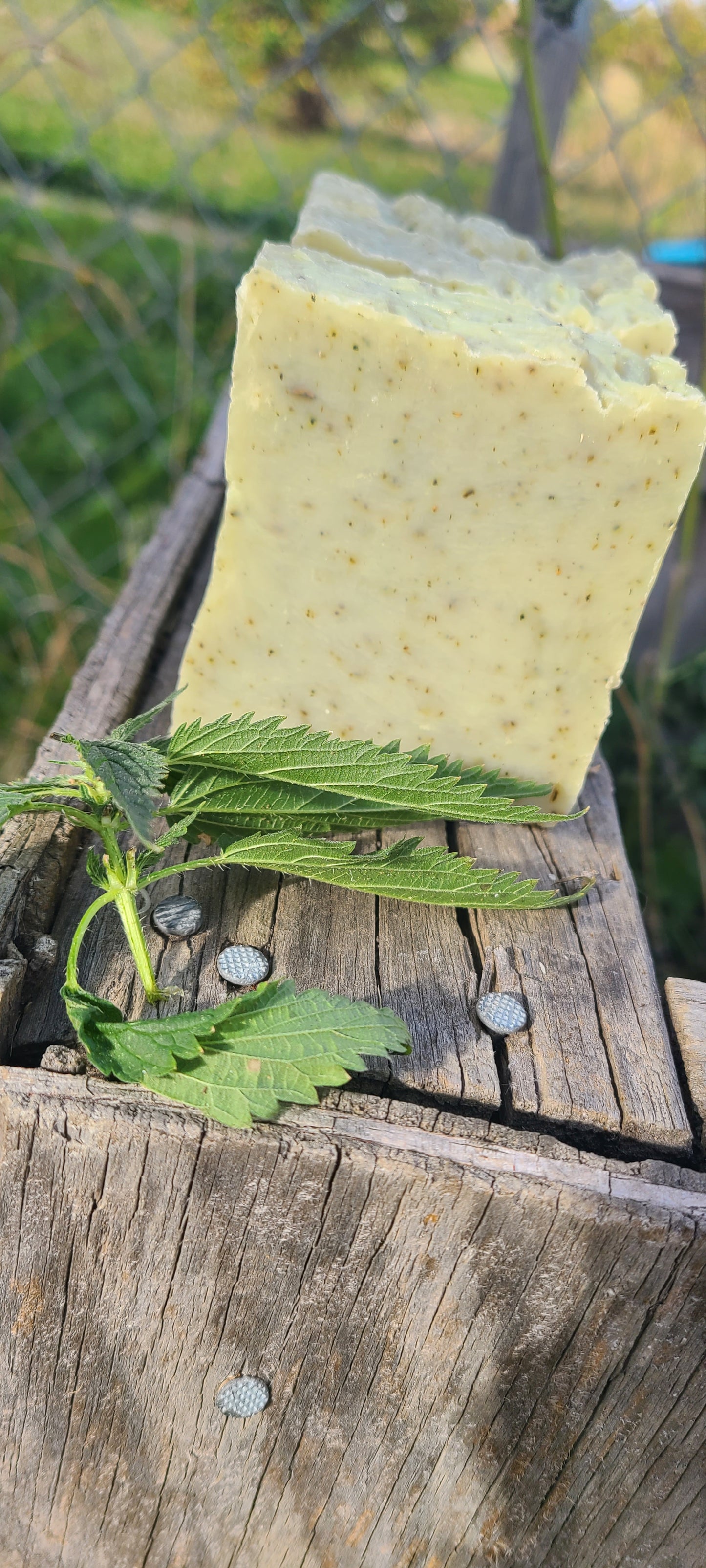 Plantain & Stinging Nettle Soap
