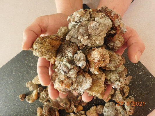 Medicinal Uses of Spruce and Pine Resin: Traditional Forest Medicine, Practical Applications, and Cultural Knowledge