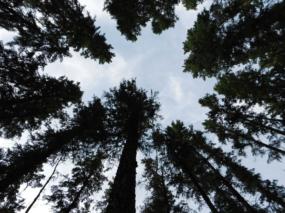 Spruce tree bark and needles showing identification features for wildcrafting resin