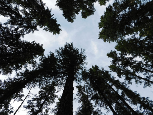 Spruce tree bark and needles showing identification features for wildcrafting resin