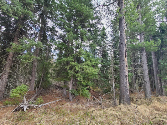 Spruce resin formation on tree bark in Alberta forest showing natural sap collection