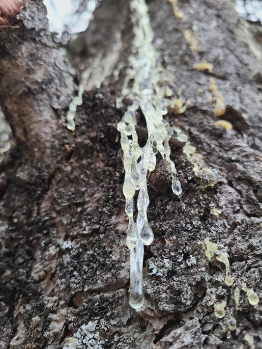 Part 1 — What Is Spruce Resin? A Beginner’s Guide