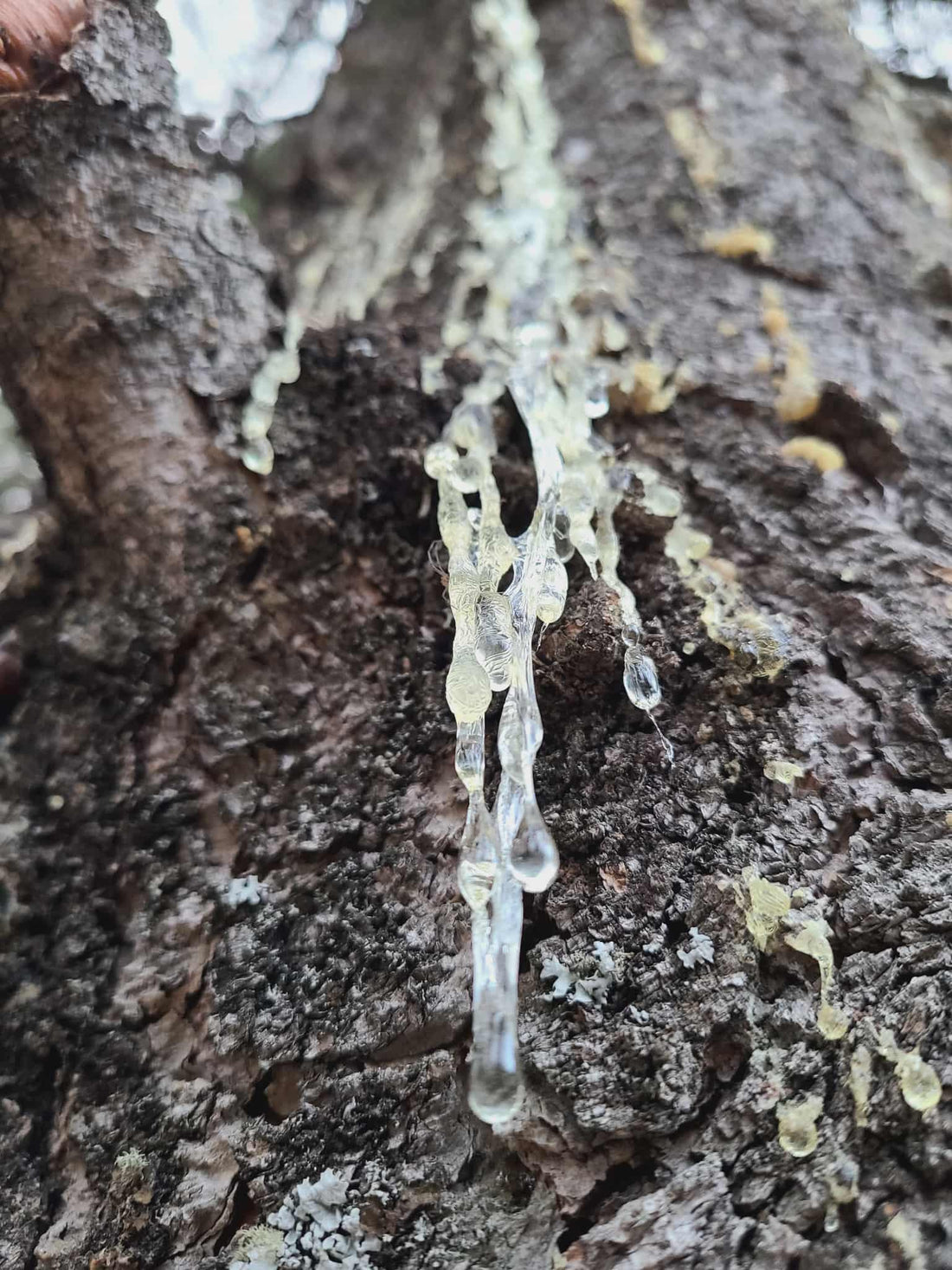 Part 1 — What Is Spruce Resin? A Beginner’s Guide