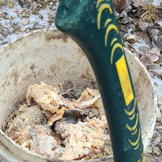 Is Spruce Sap Really Worth $500 Per Pound?