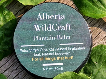 Plantain Herbal Balm image 2