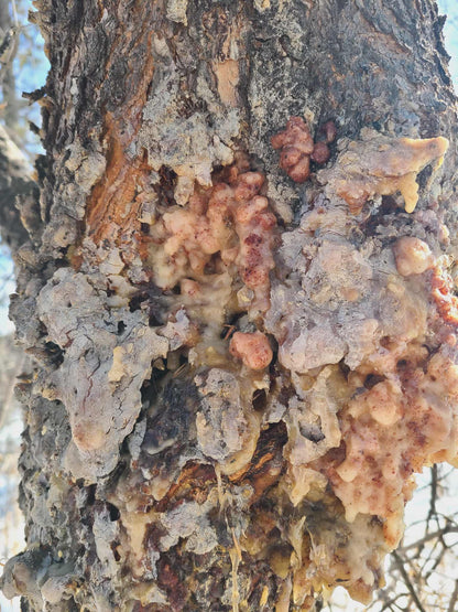 close up of pine sap dripping off pine tree