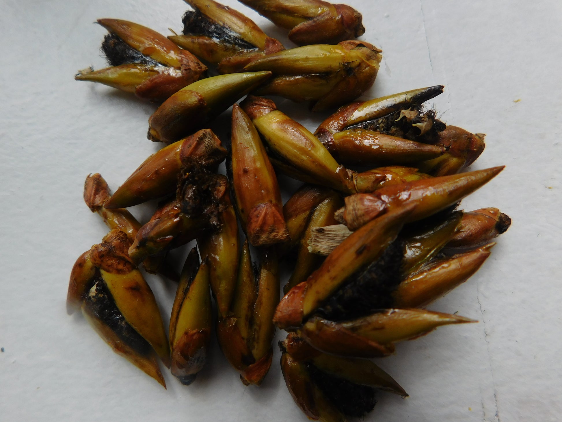 Balm of Gilead image 1