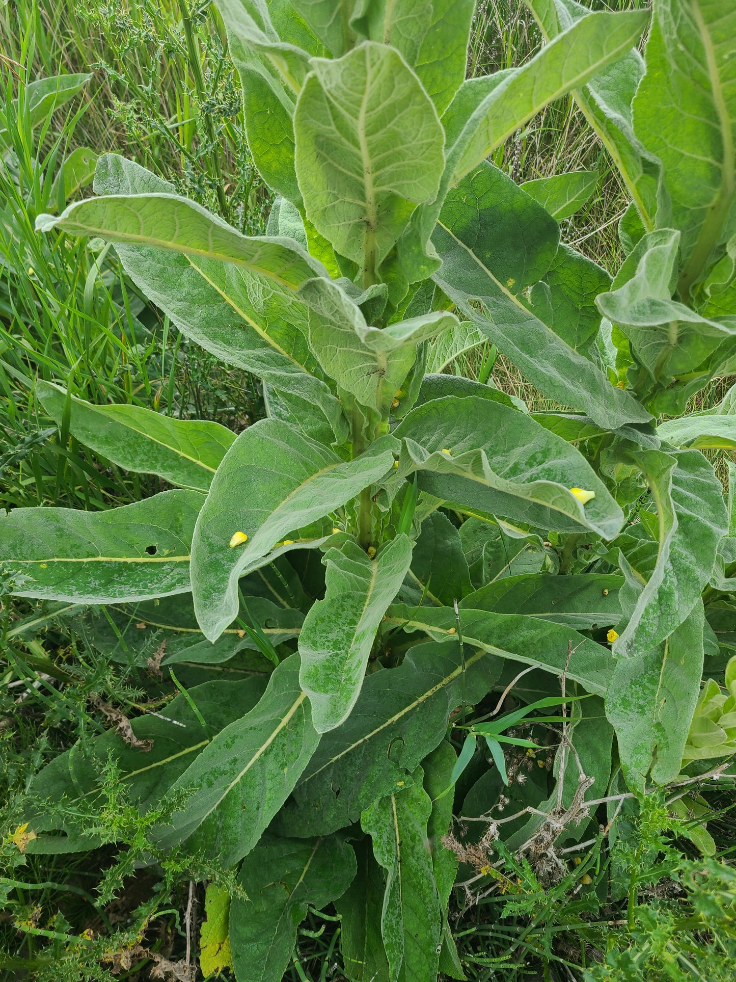 Great Mullein | Dried and chopped image 5
