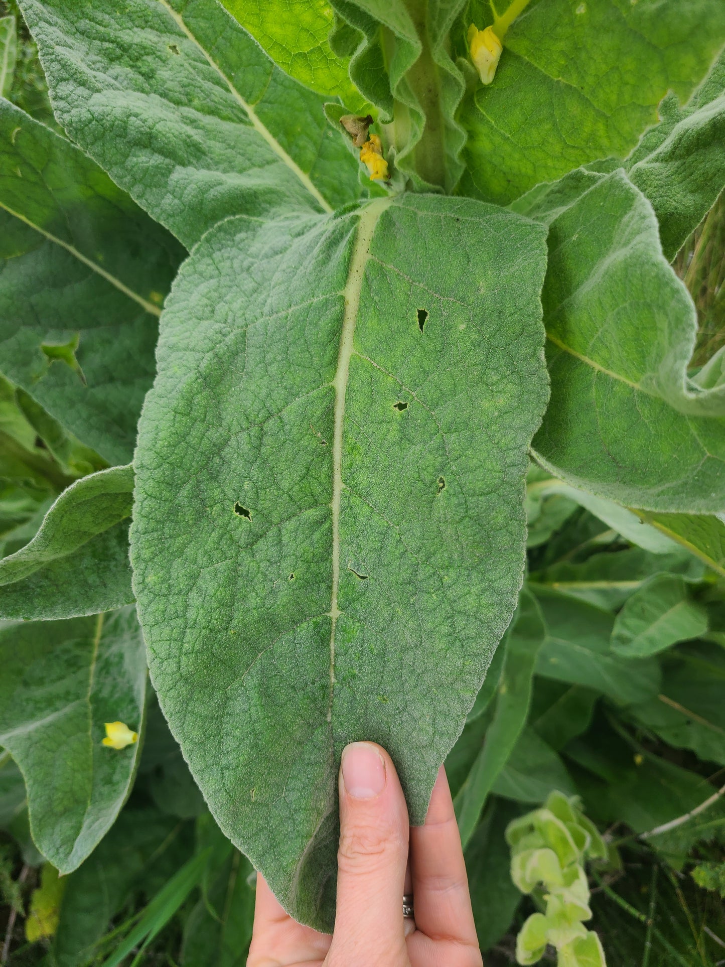 Great Mullein | Dried and chopped image 4