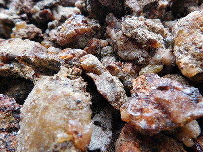 raw resin used by alberta wildcraft for chewing gum