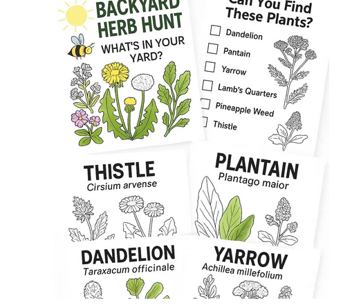 Wildcraft Kids: Backyard Herb Hunt – Printable Coloring Sheet Pack