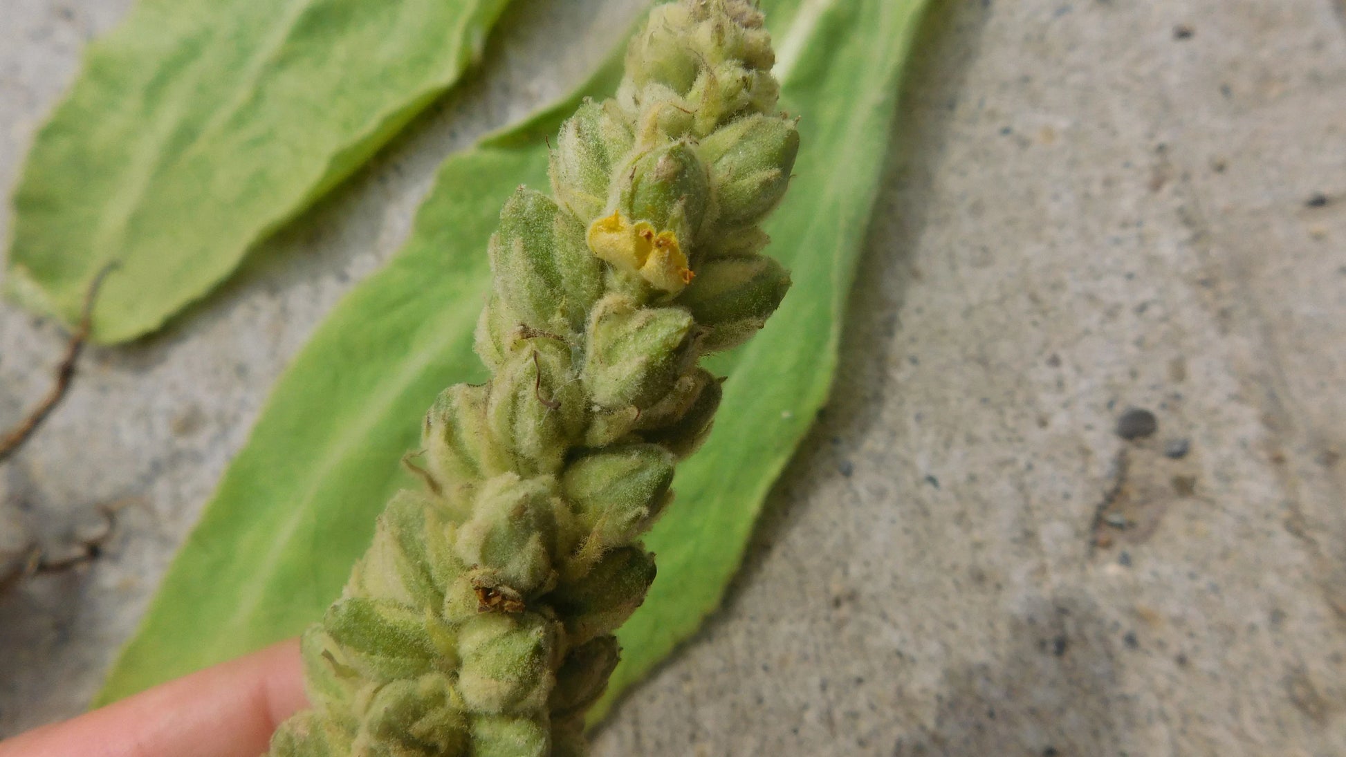 Great Mullein | Dried and chopped image 2