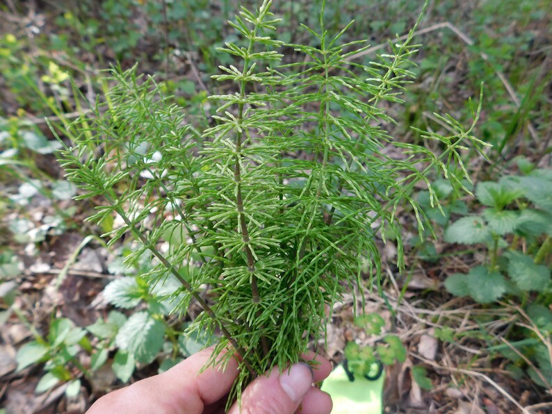 Horsetail - WILDCRAFTED HERB image 2