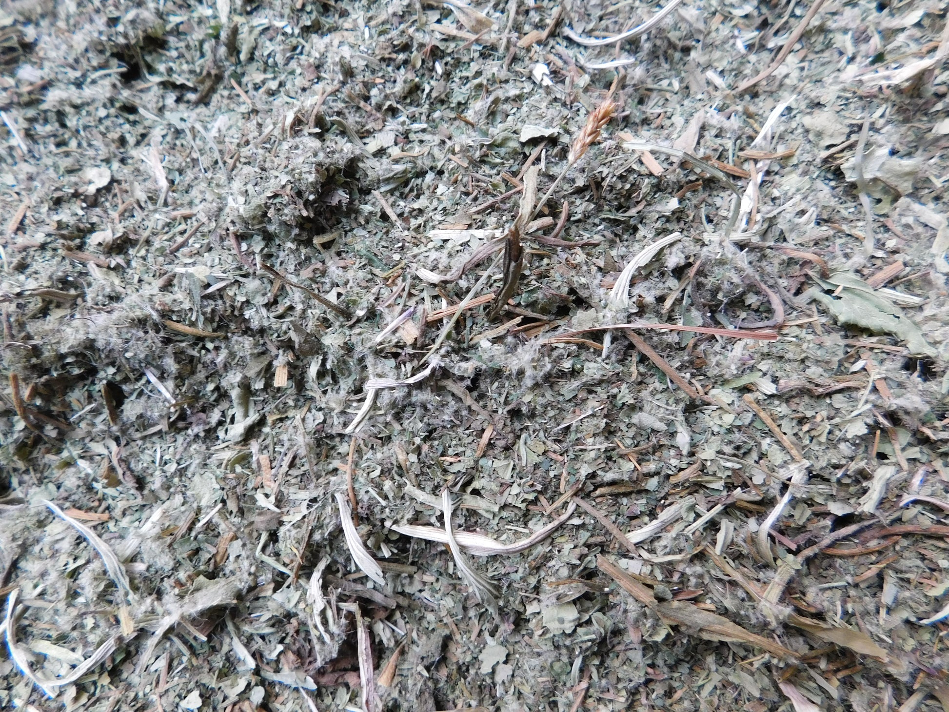 Love Your Liver! Wild Tea Blend | plantain | stinging nettle | dandelion | Thist image 3