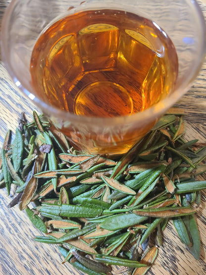 Labrador tea plant harvested for northern bog tea