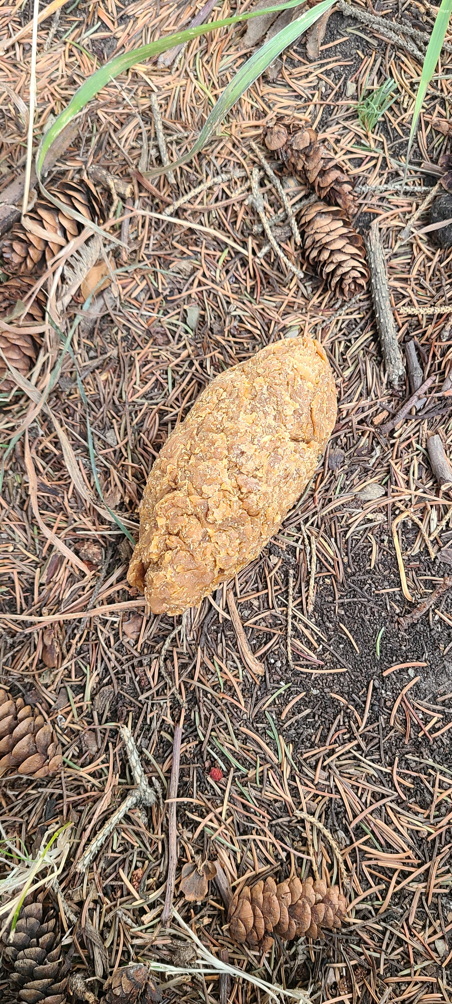 The Sh#t Soap - Wildcrafted Spruce Resin