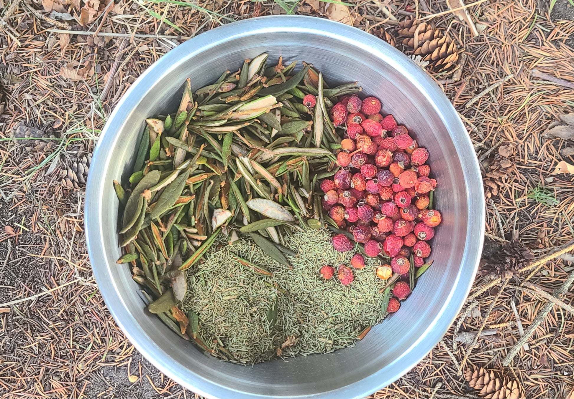 Spruce Winter Tea Labrador Edition wildcrafted blend Alberta rose hips spruce Labrador tea