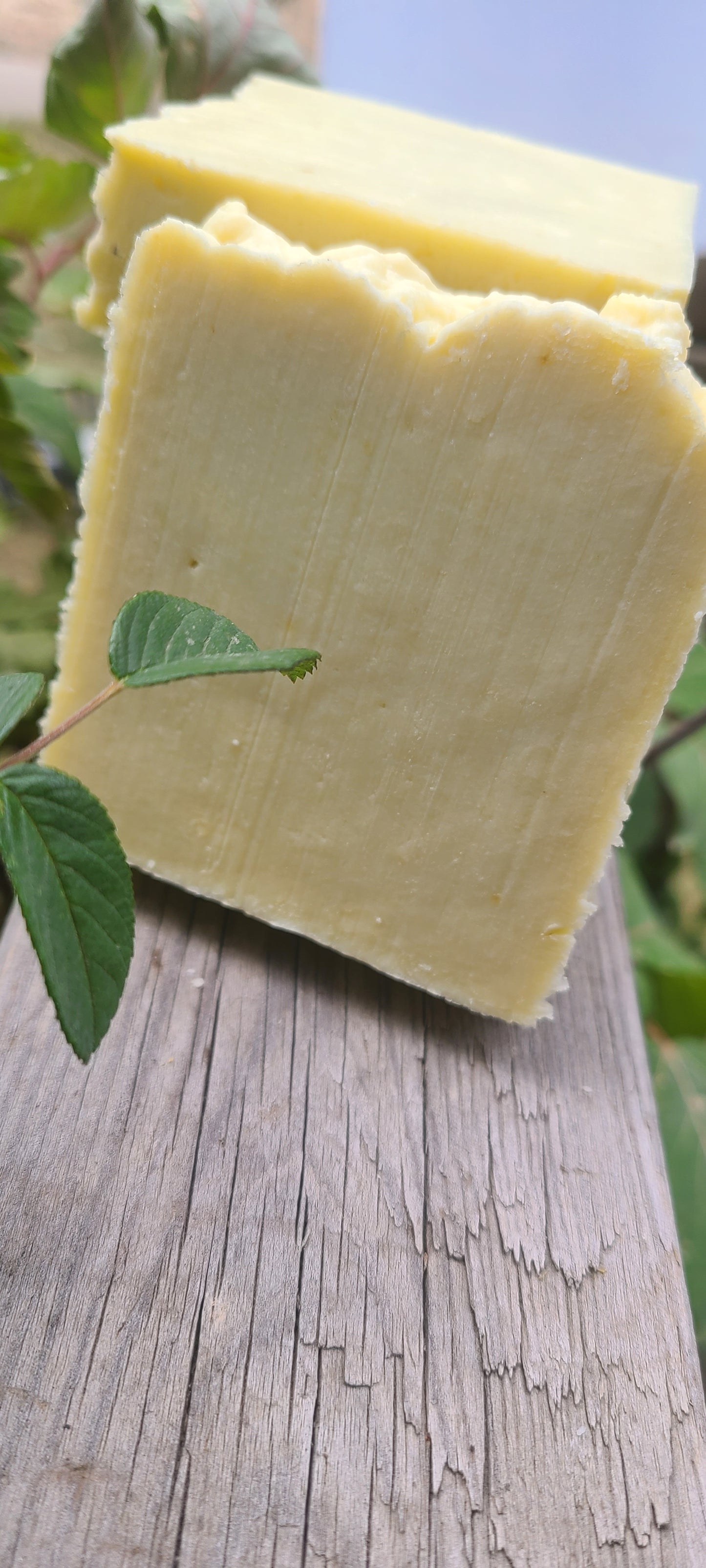 🌿 Mullein Leaf Soap-  Pure • Gentle • Wildcrafted