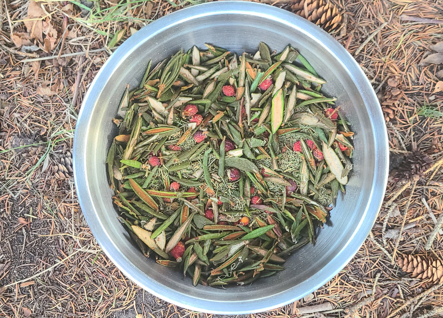 Wildcrafted winter tea ingredients rose hips spring spruce tips Labrador tea Alberta