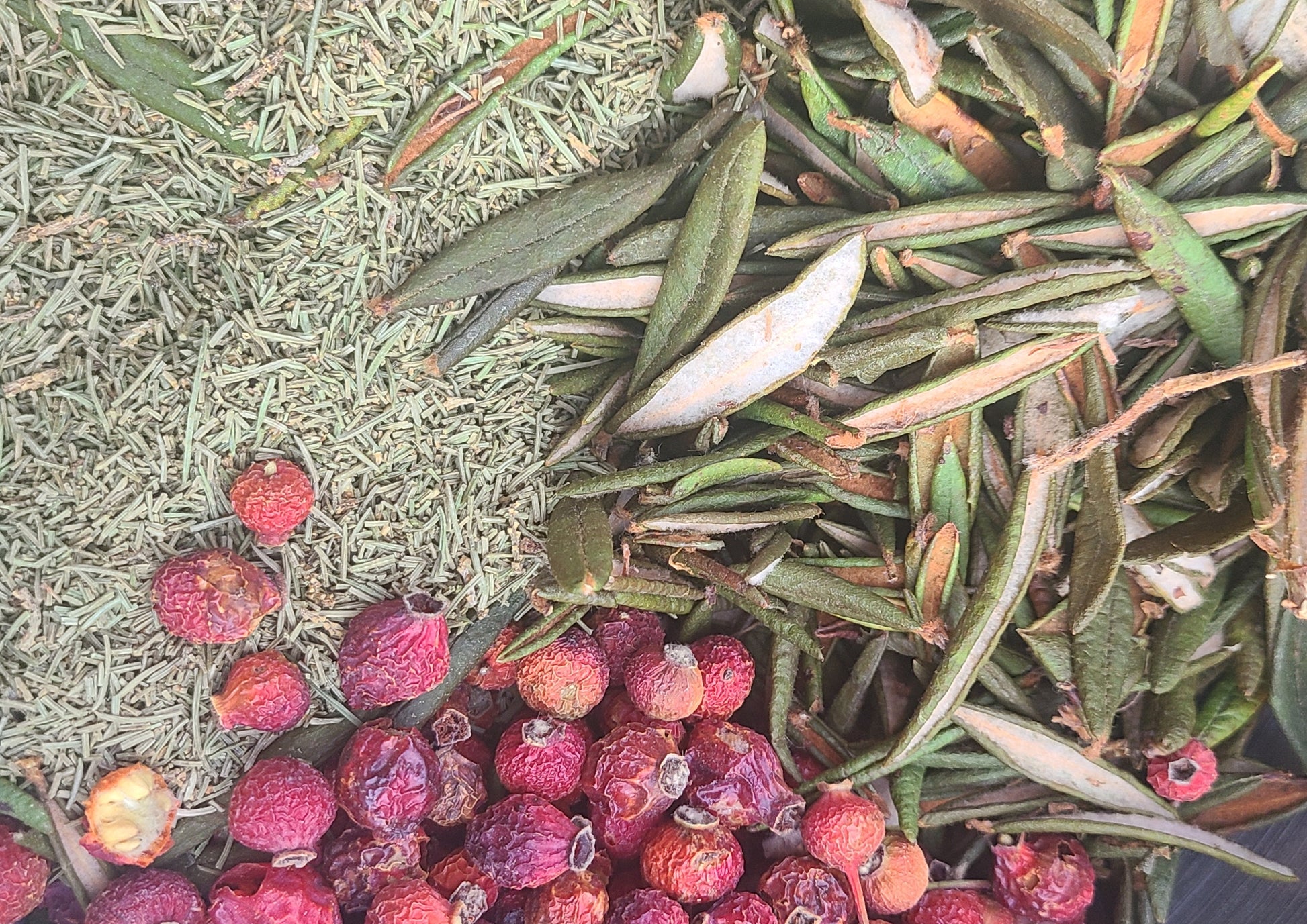 Limited batch Spruce Winter Tea Labrador Edition hand-harvested Alberta