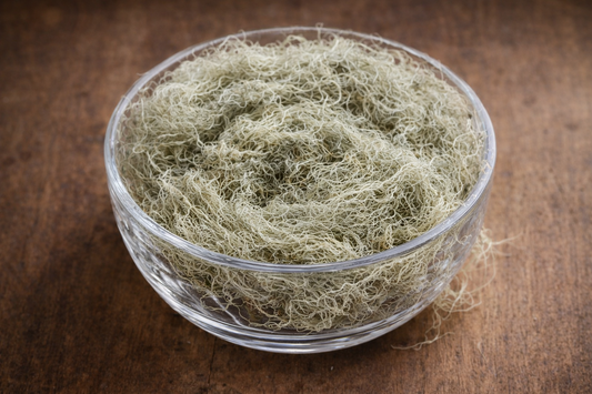 Usnea (Old Man’s Beard / Beard Lichen)