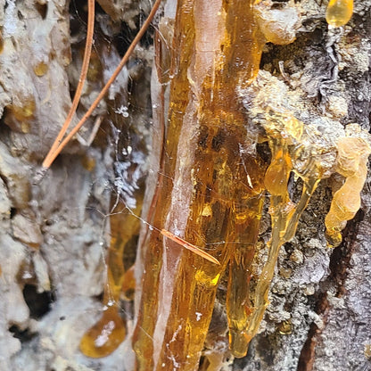 raw pine resin dripping from a pine tree